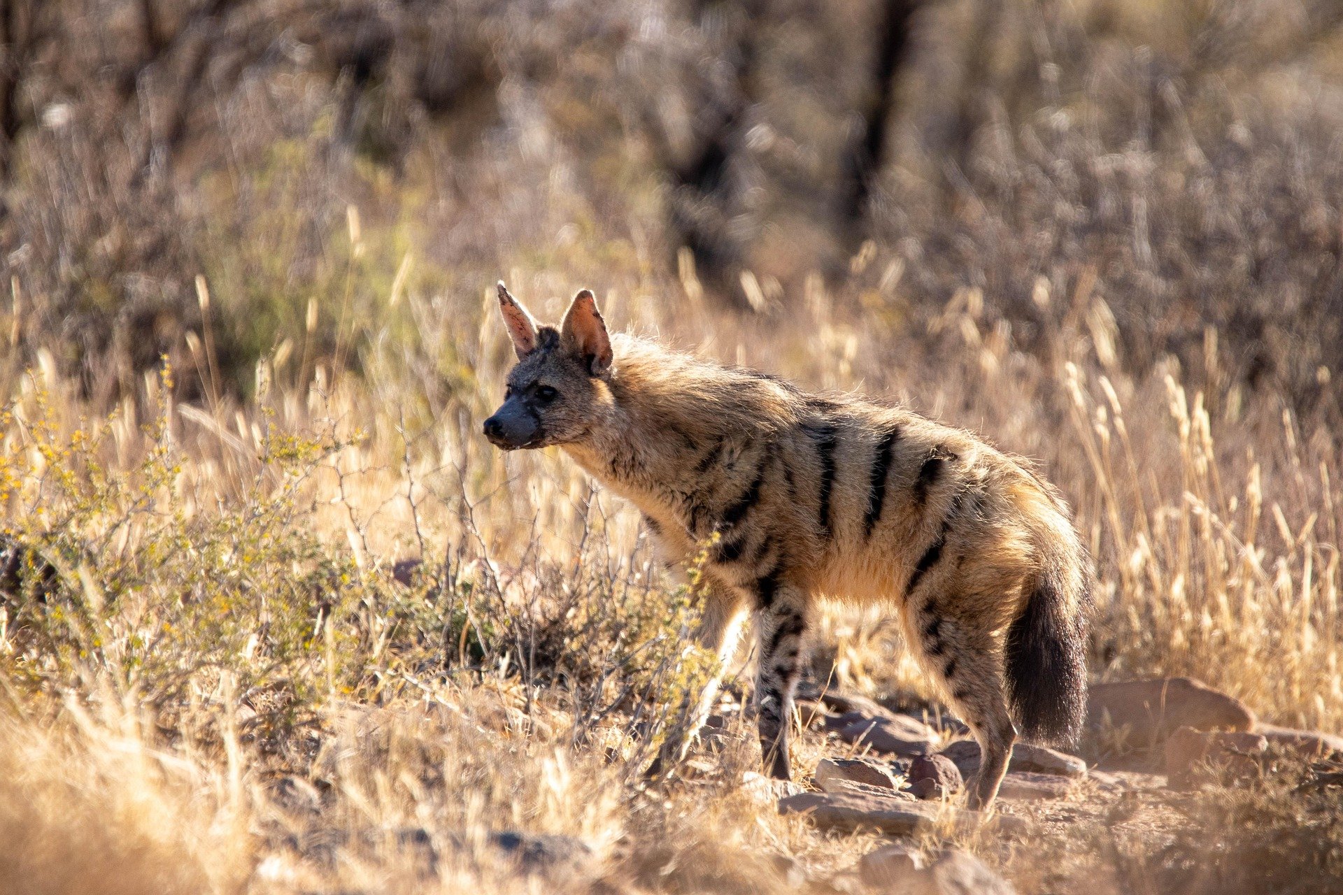 Aardwolf