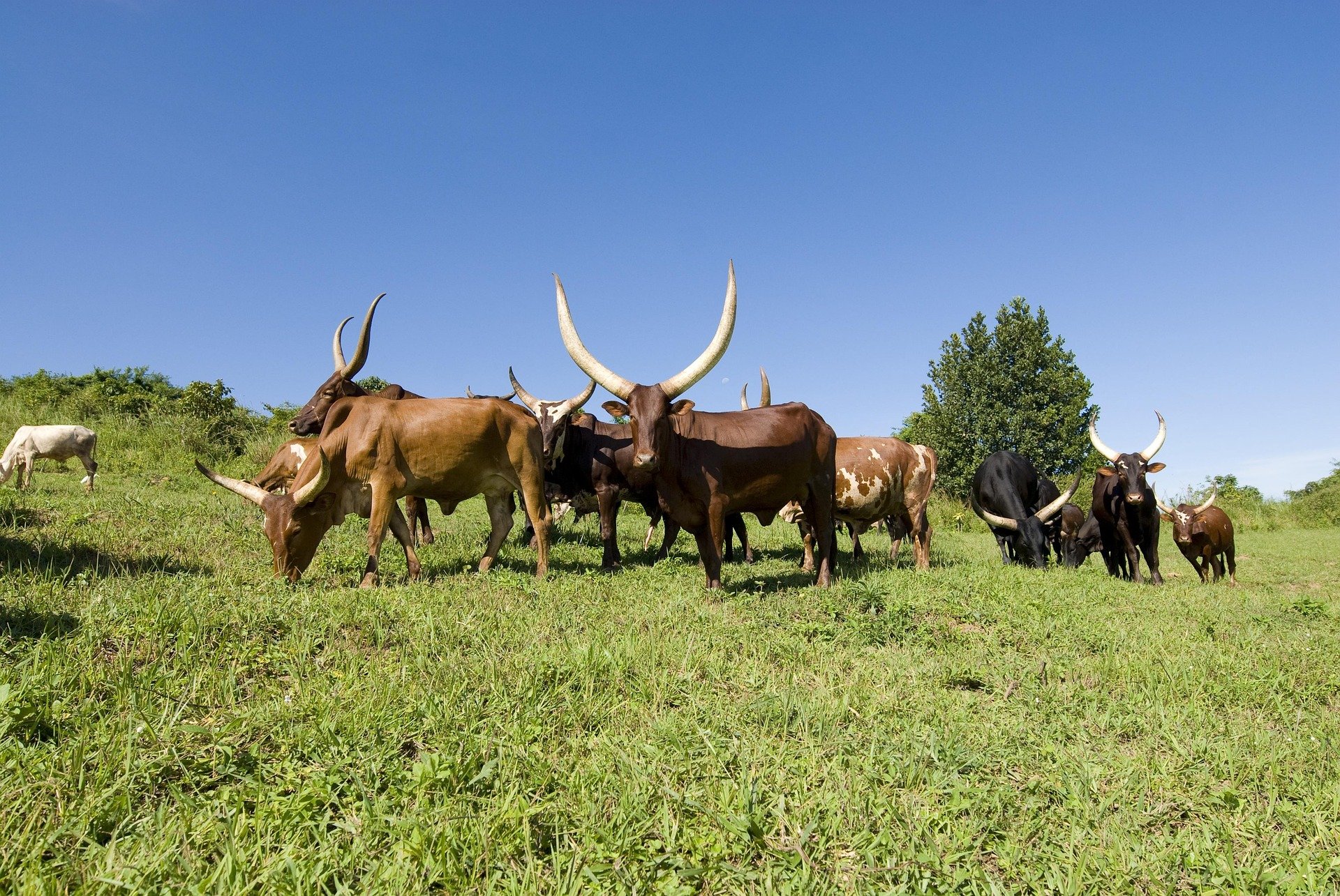Ankole