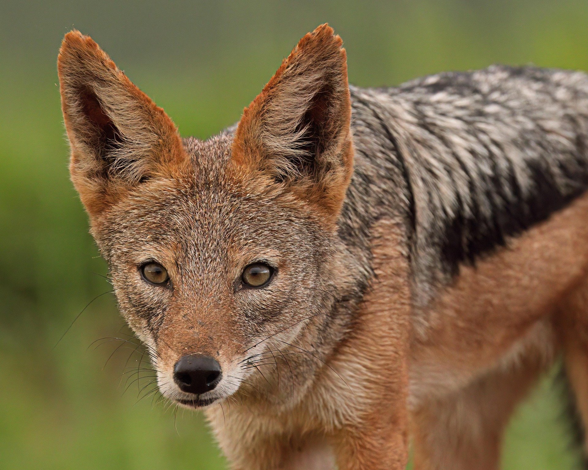 Black-backed Jackal