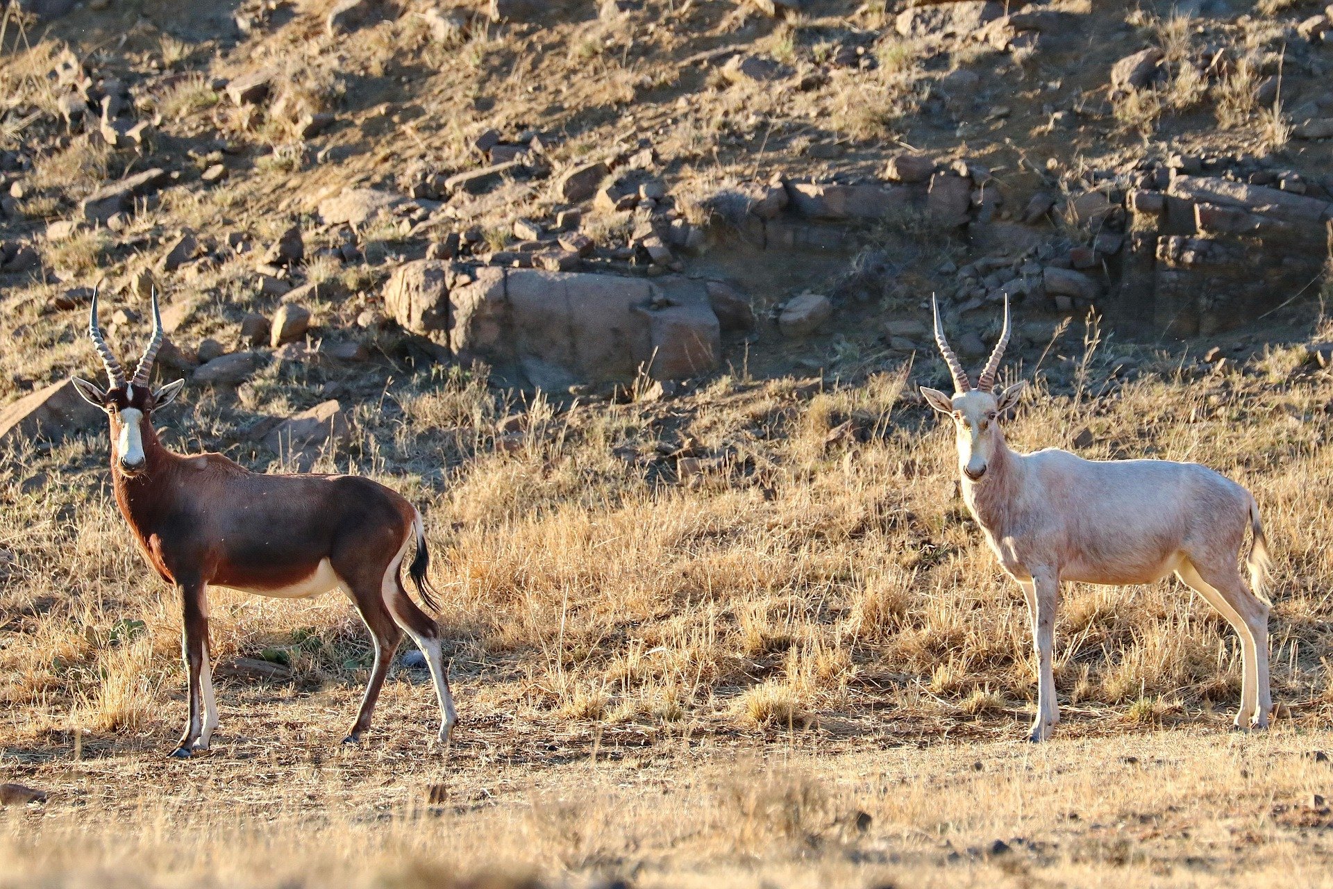 Blesbuck (White)