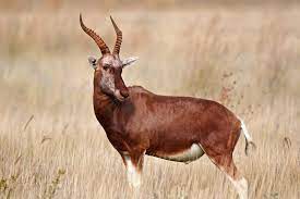 Blesbuck (Copper)