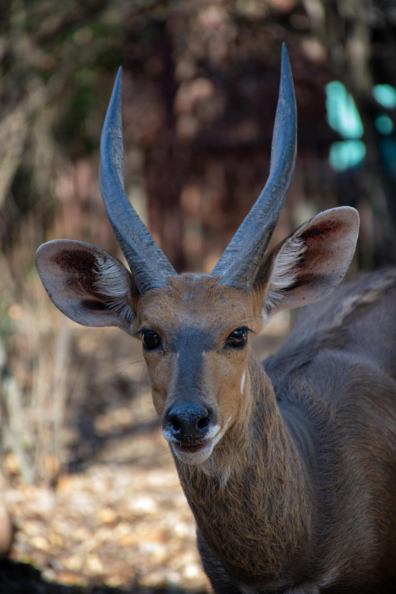 Bushbuck