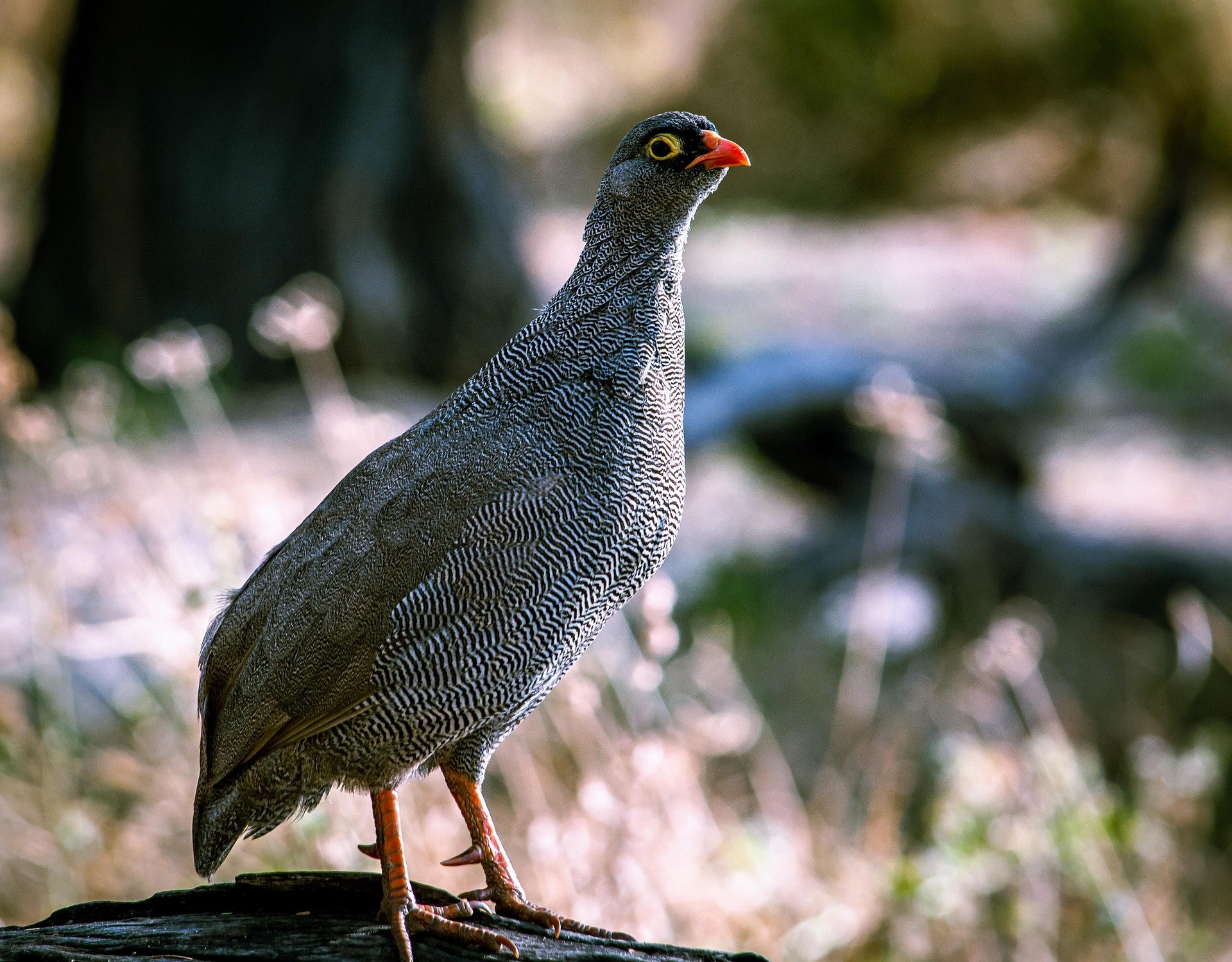 Francolin