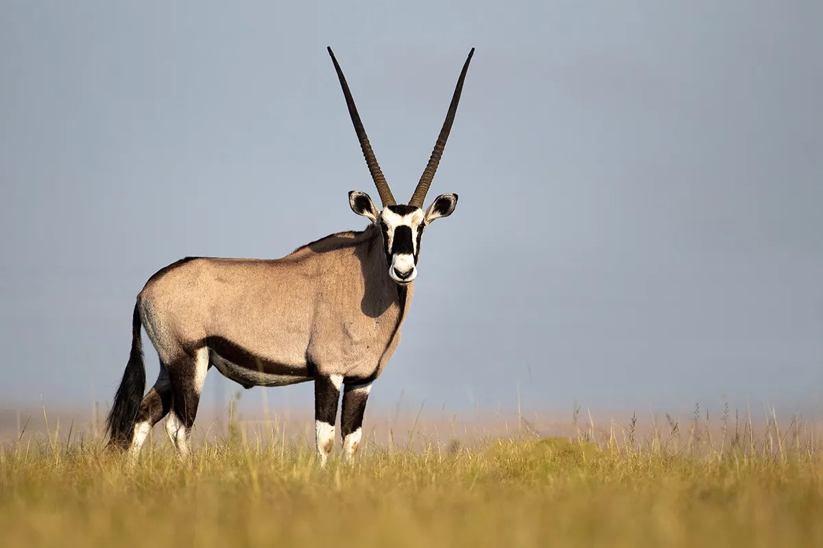 Gemsbok