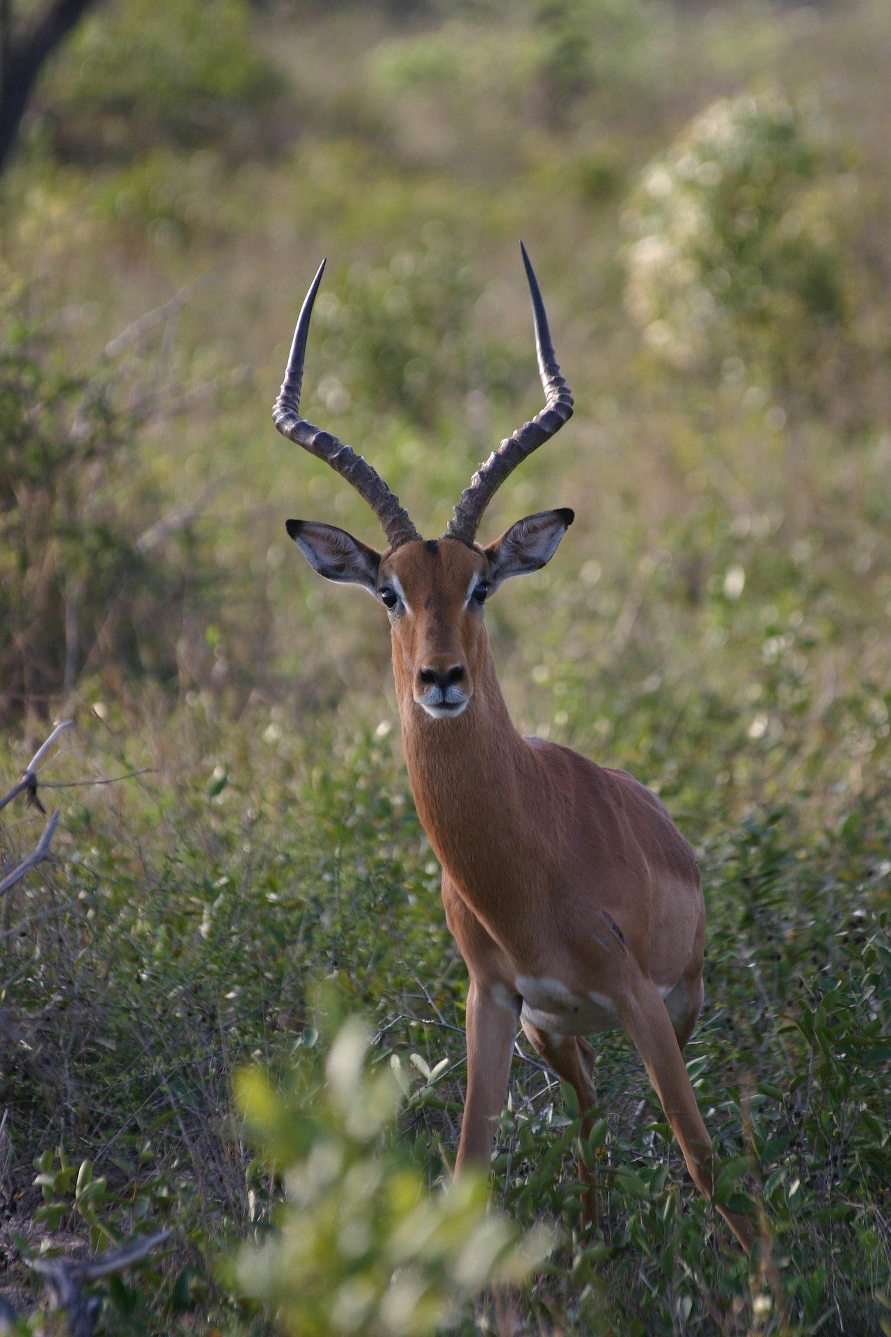 Impala