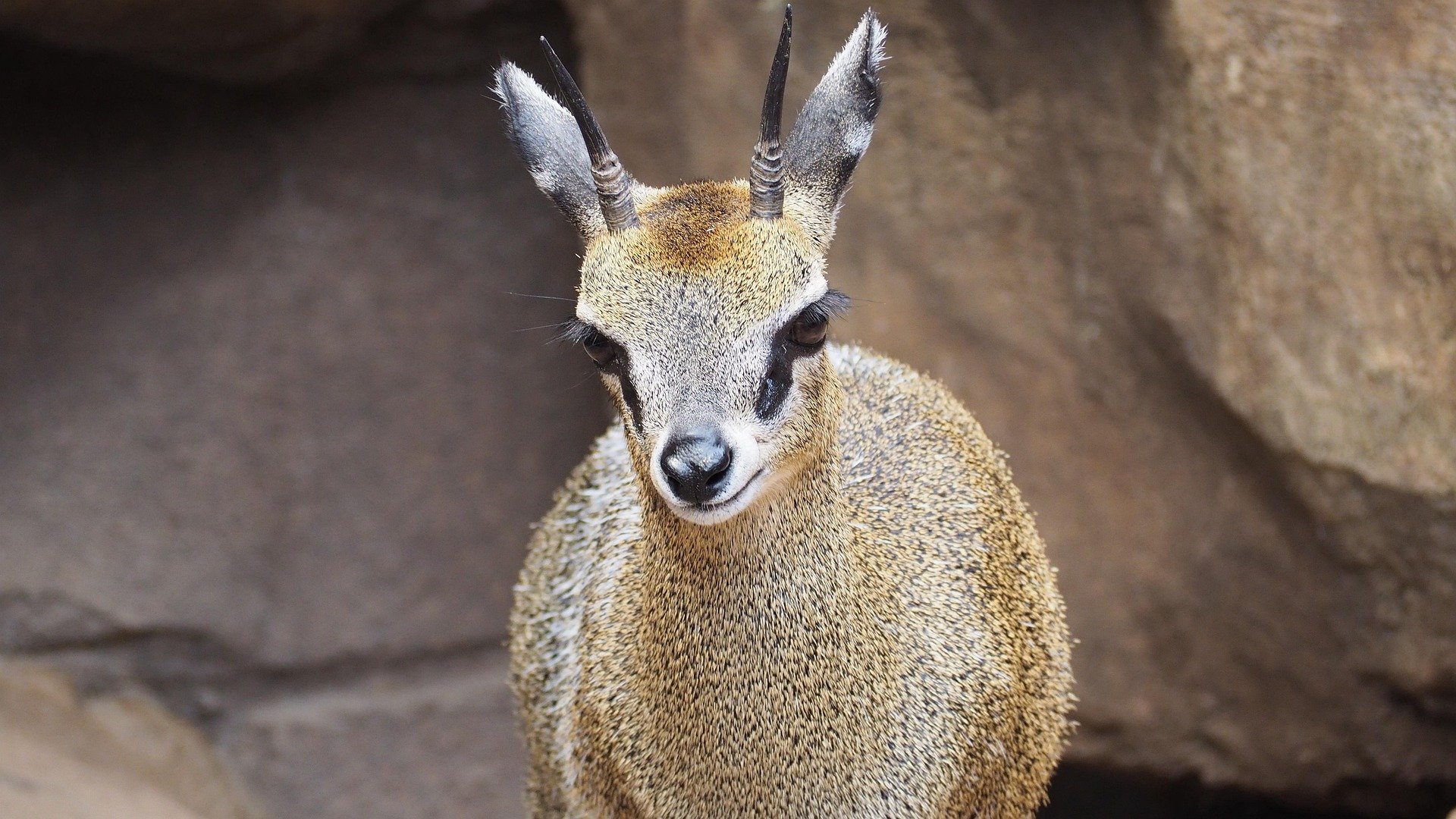 Klipspringer