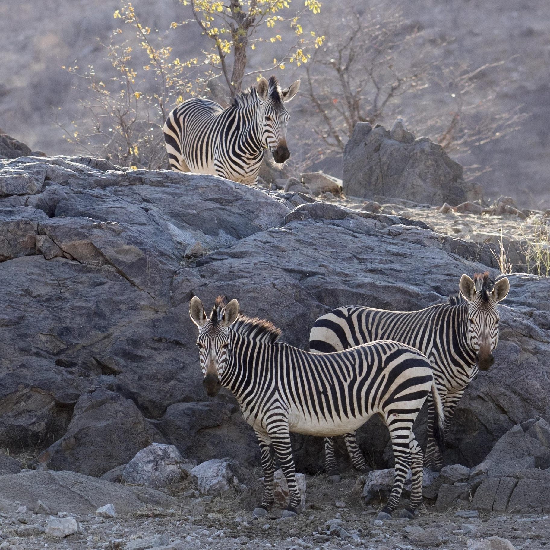 Mountain Zebra