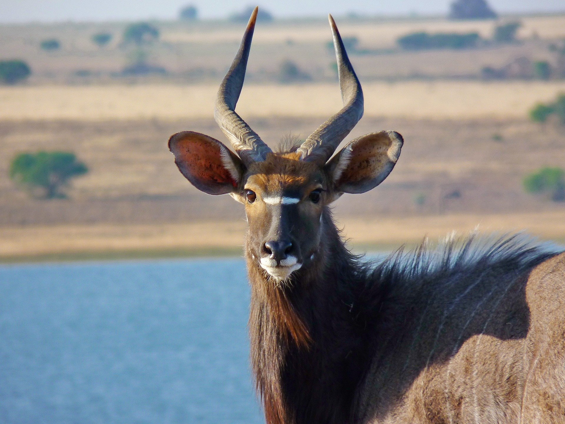 Nyala