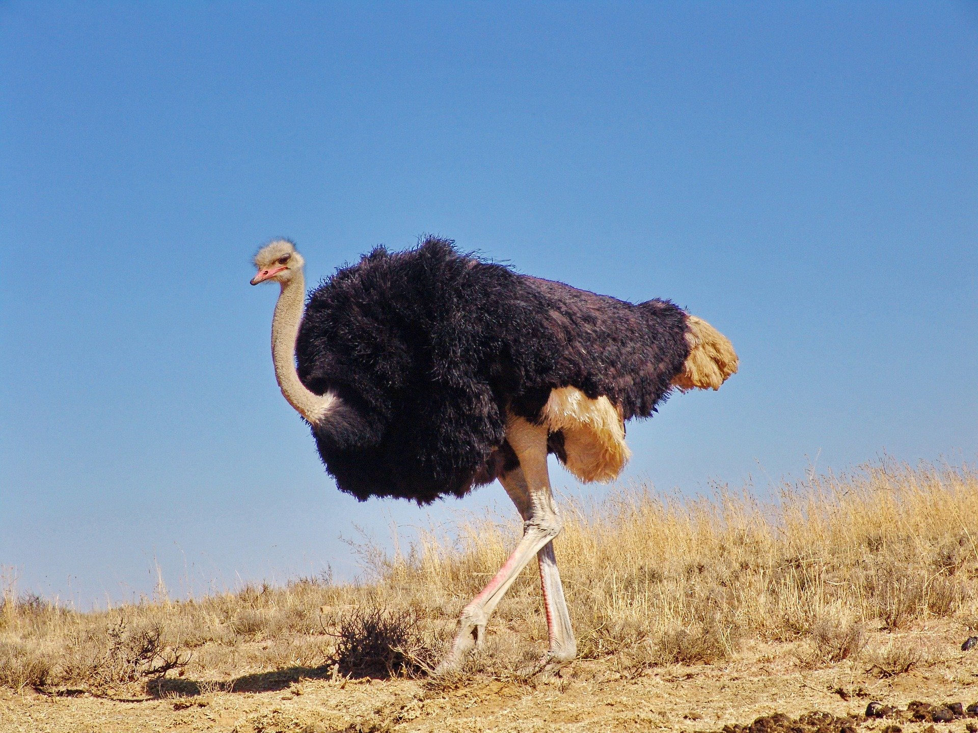 Ostrich