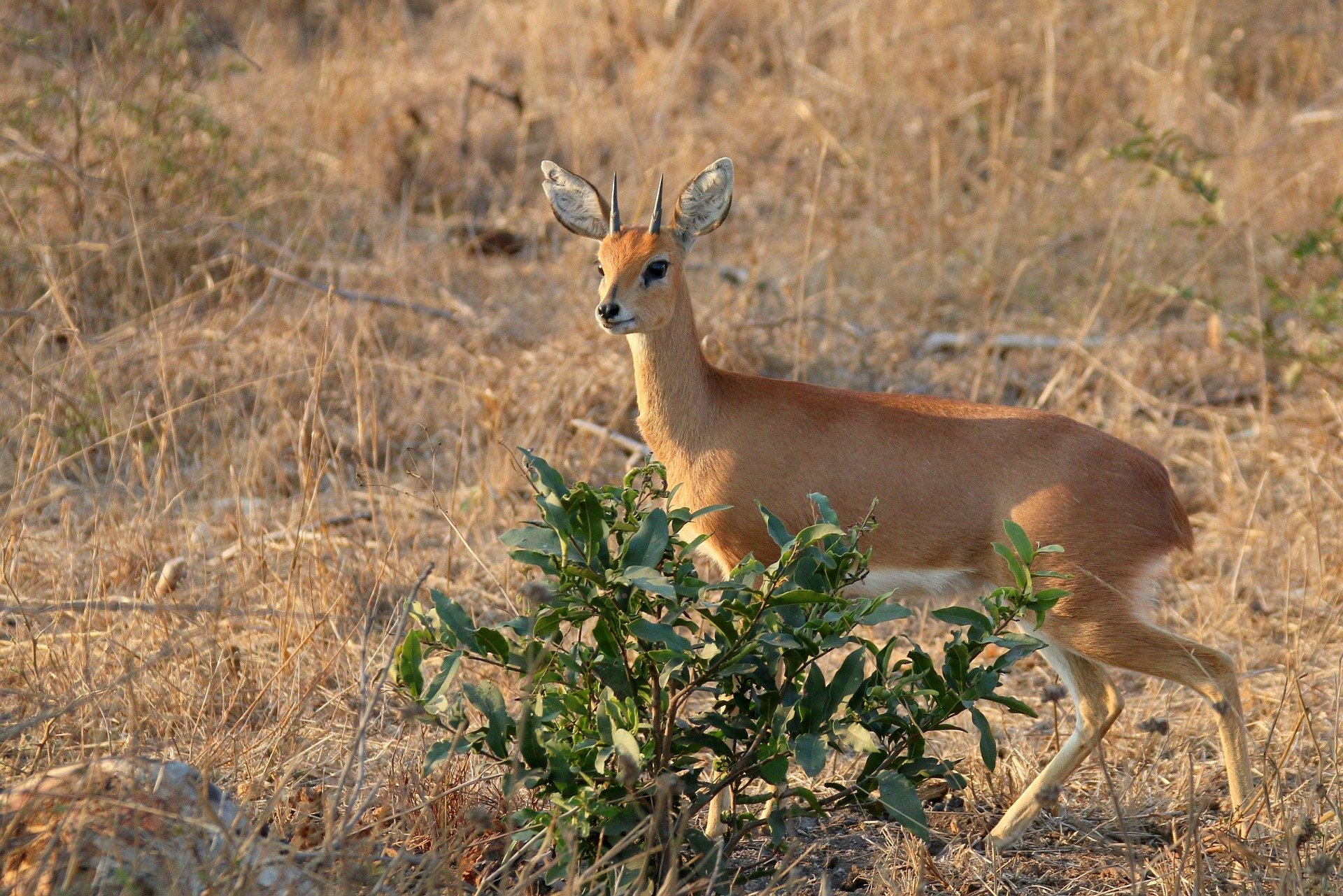 Steenbuck