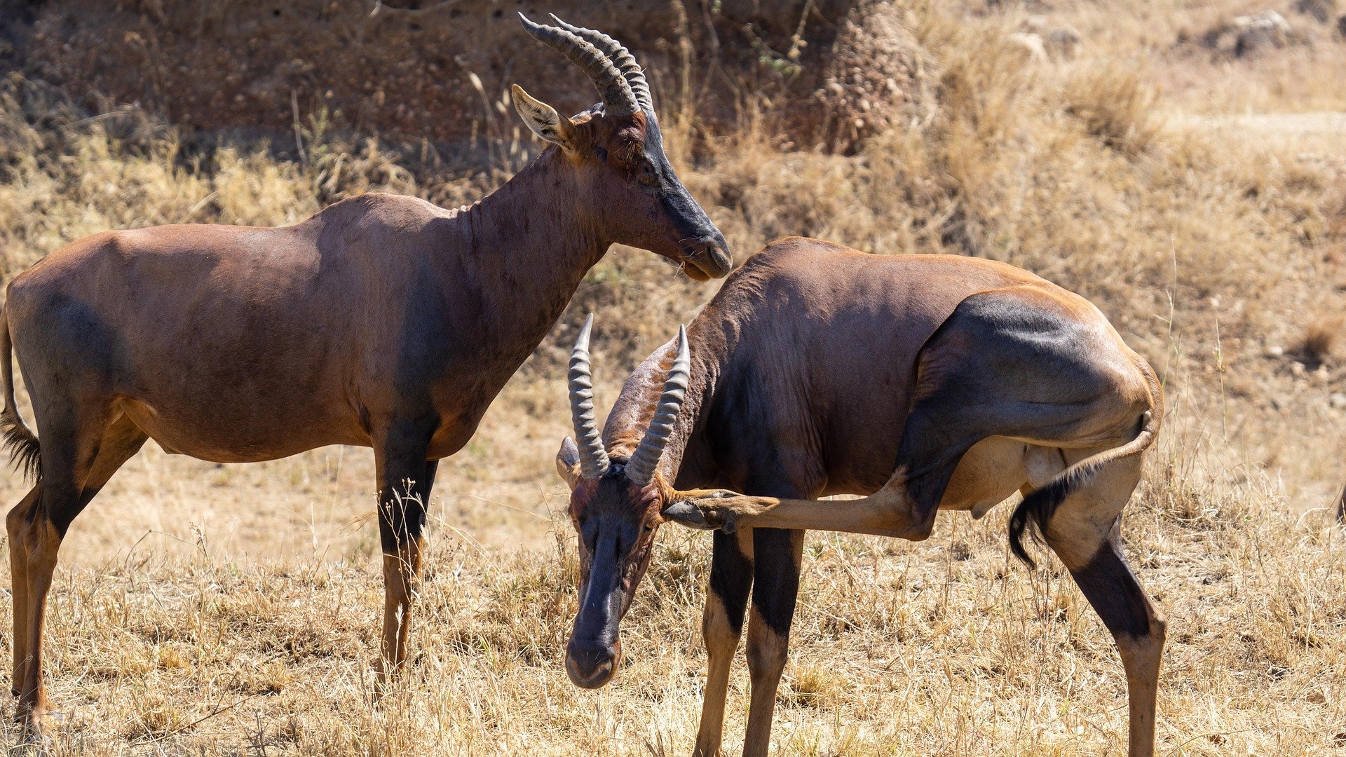 Tsessebe