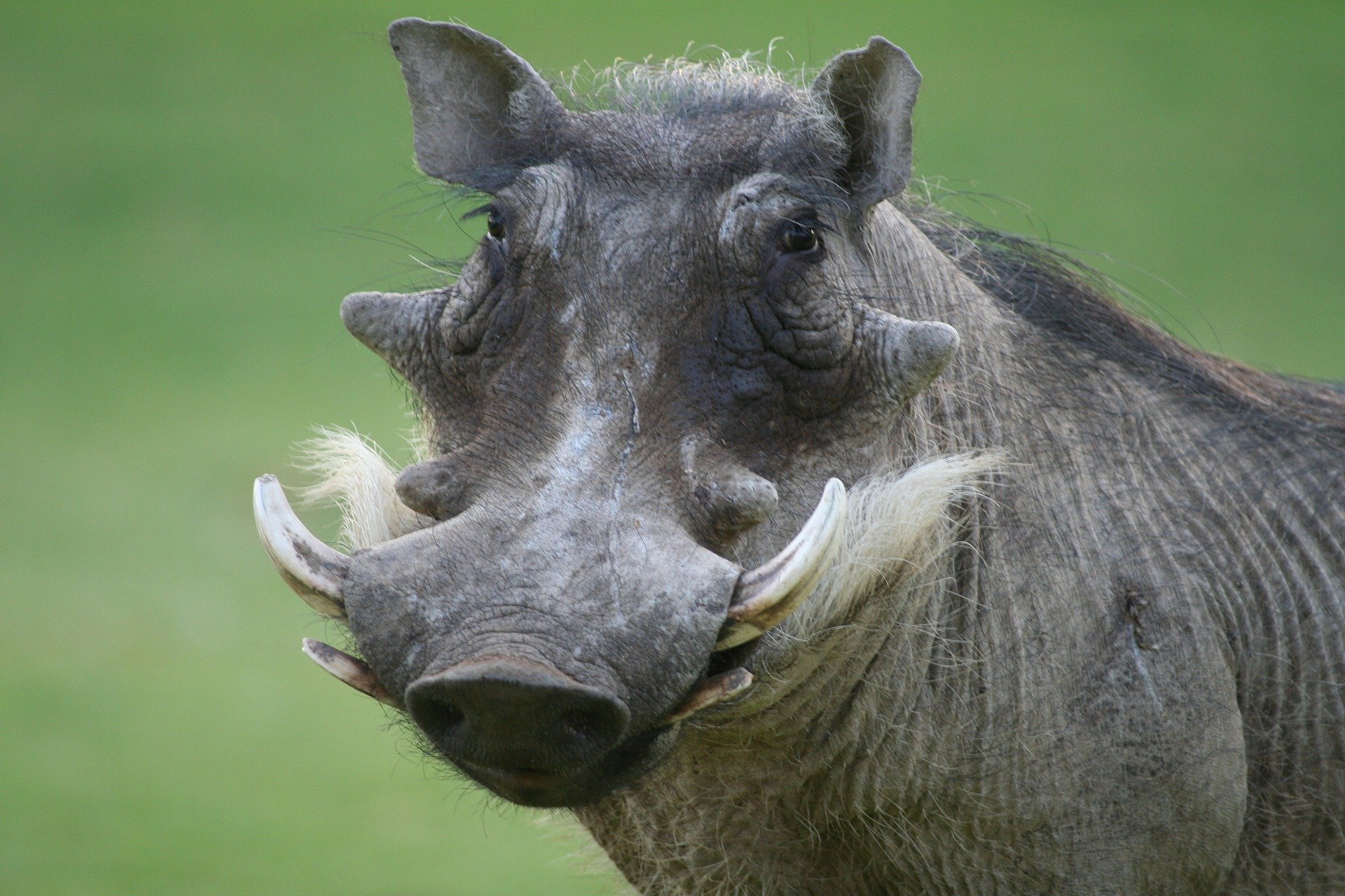 Warthog