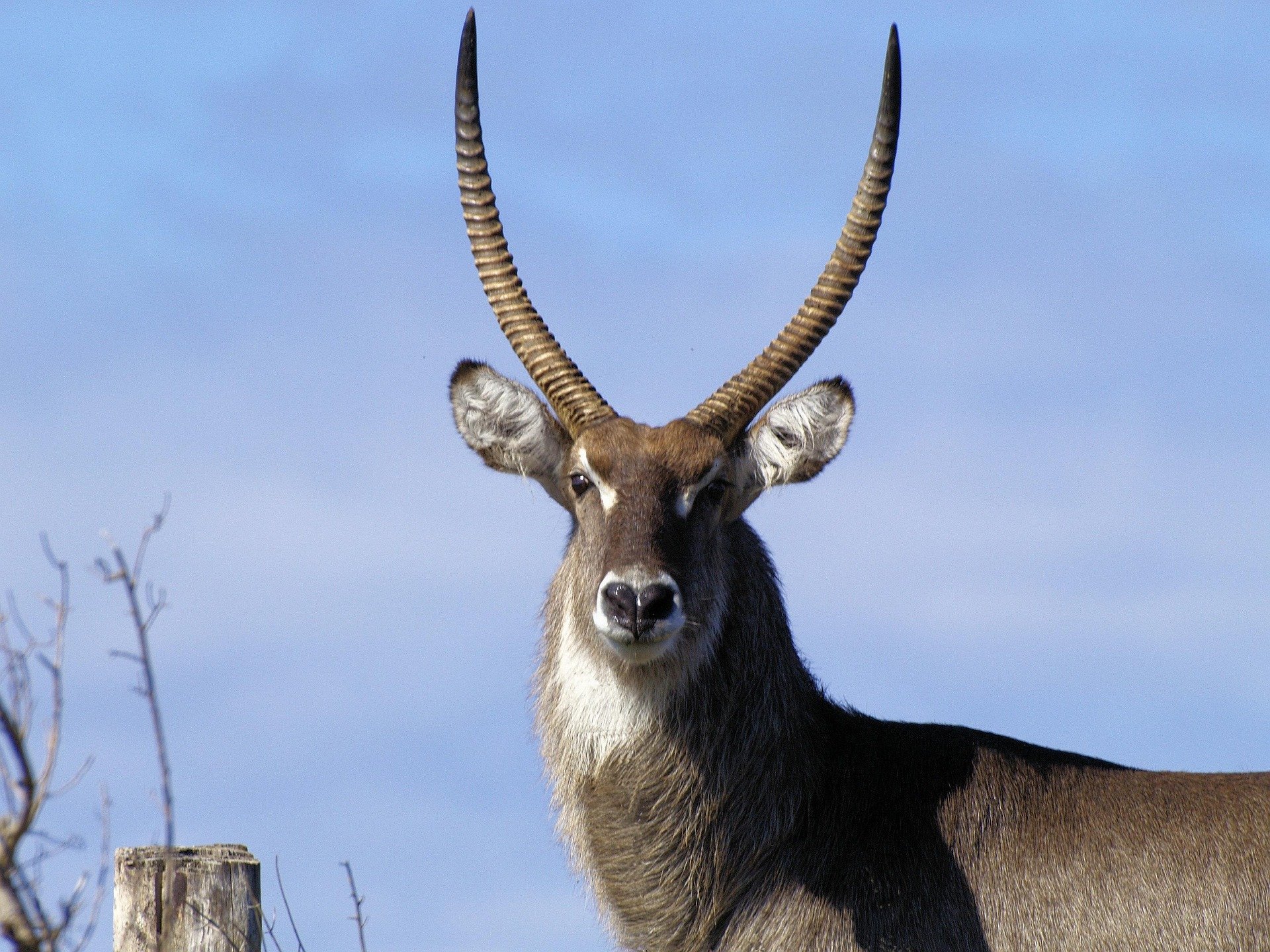 Waterbuck