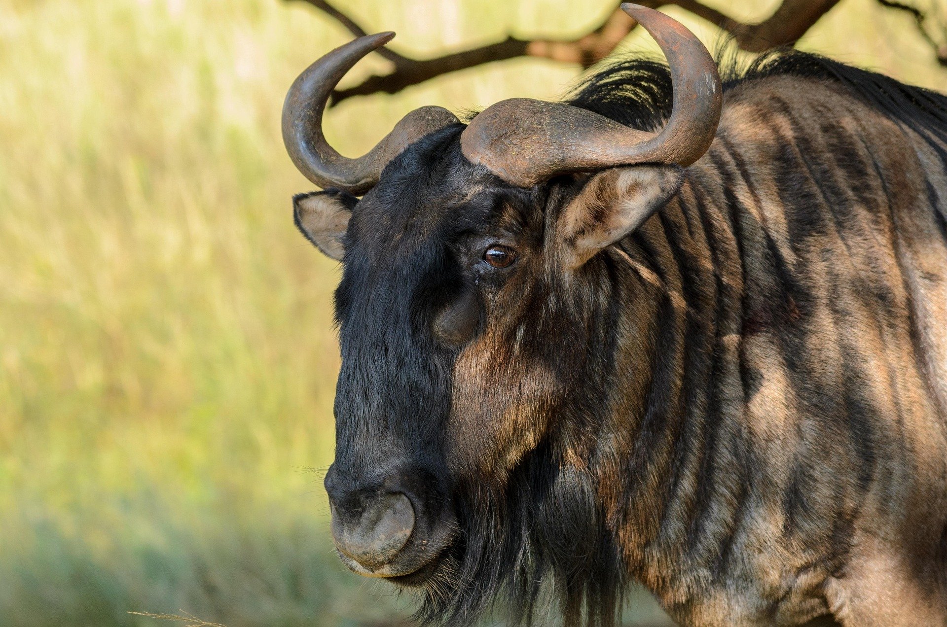 Blue Wildebeest (26–29")