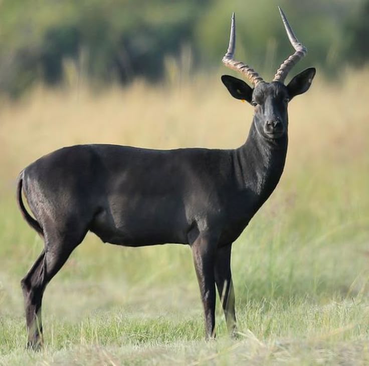 Impala (Black)