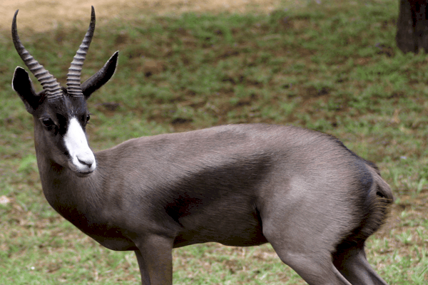 Springbok (Black)