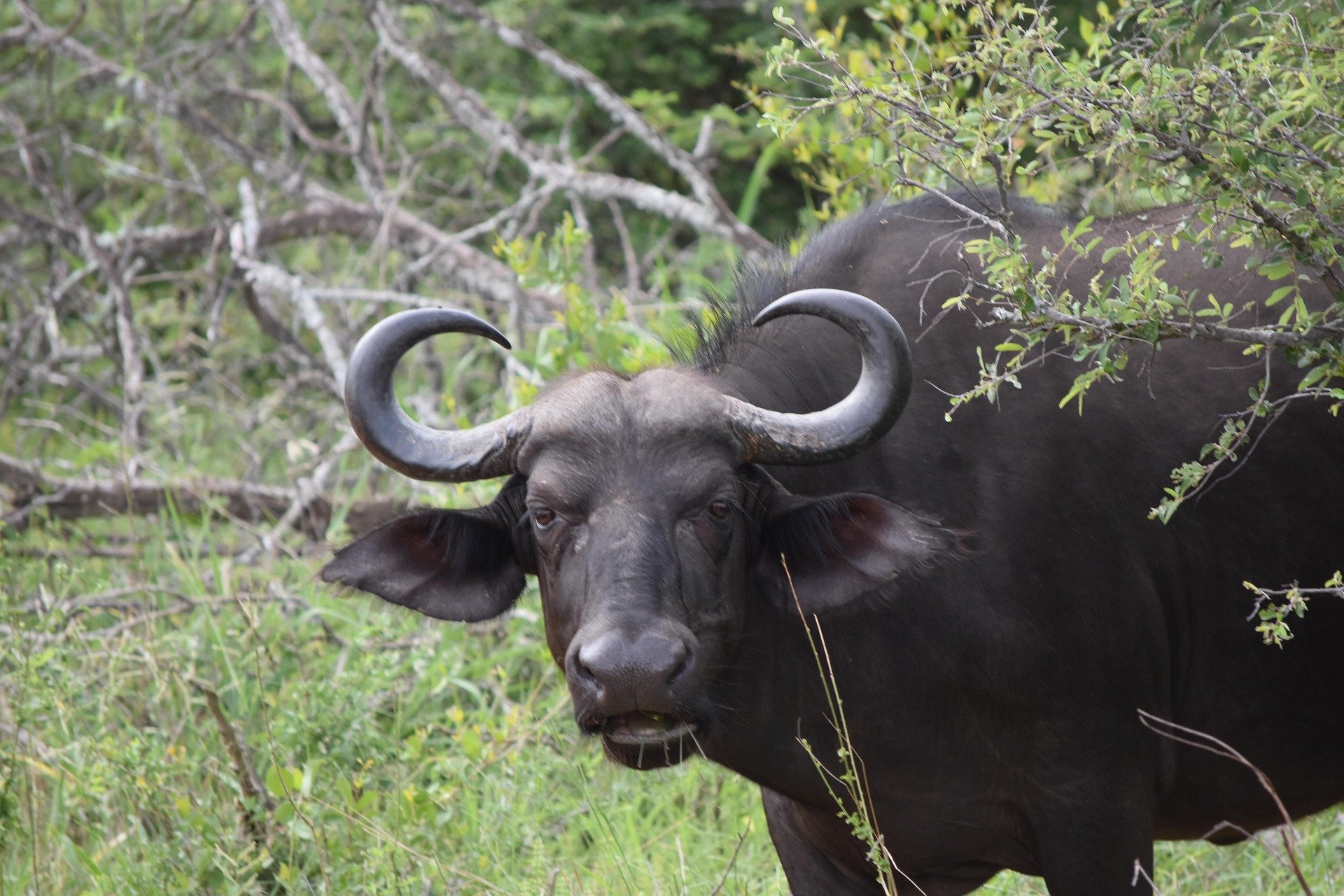 Cape Buffalo (Cow)
