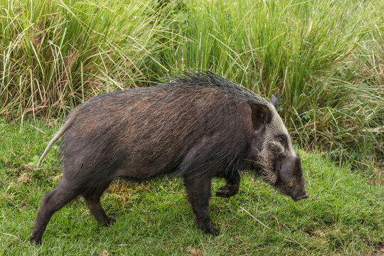 Bushpig