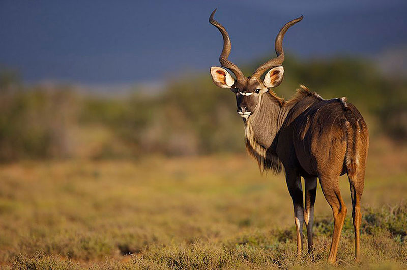 Kudu