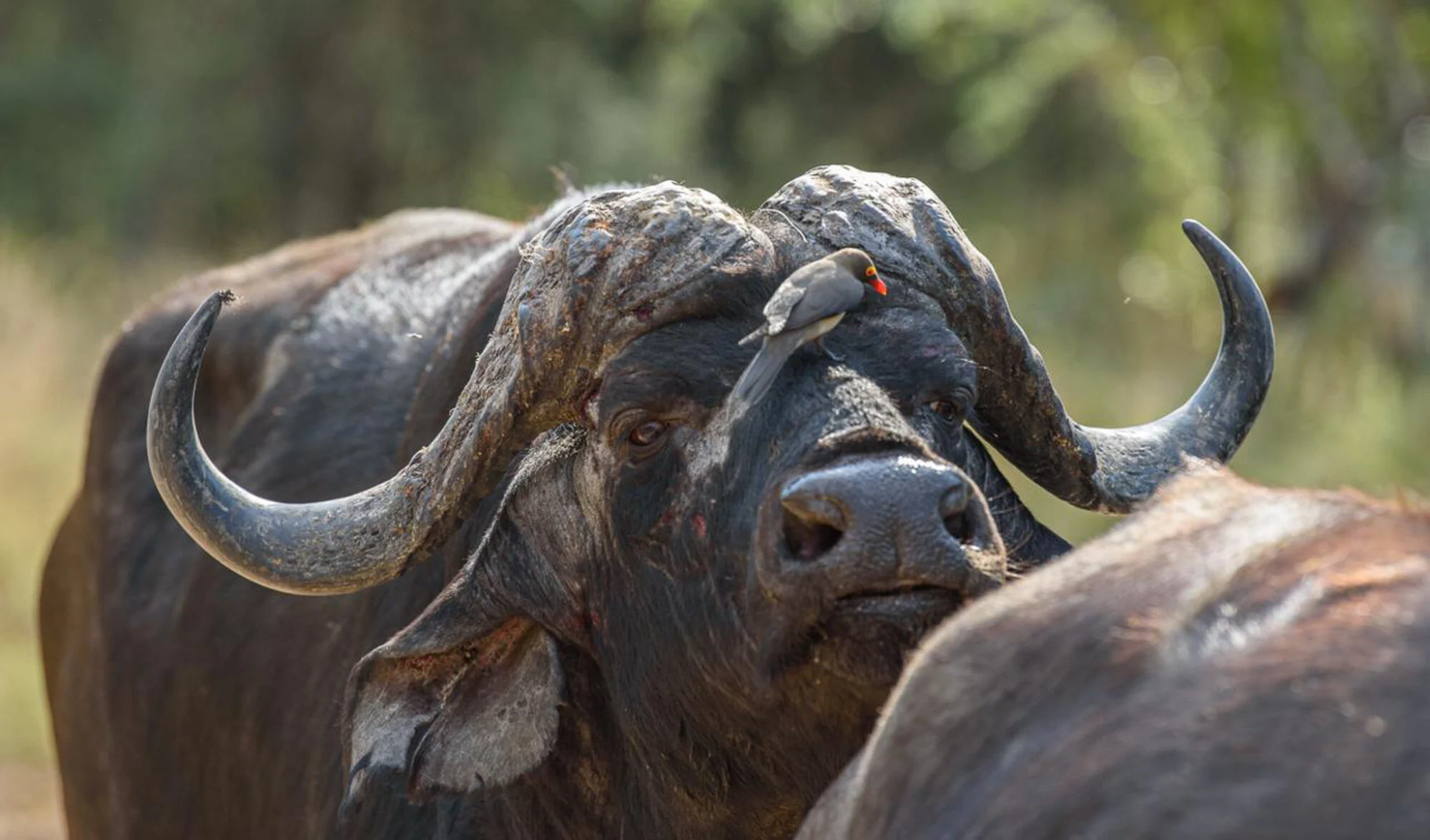 Cape Buffalo (Bull 0–42")