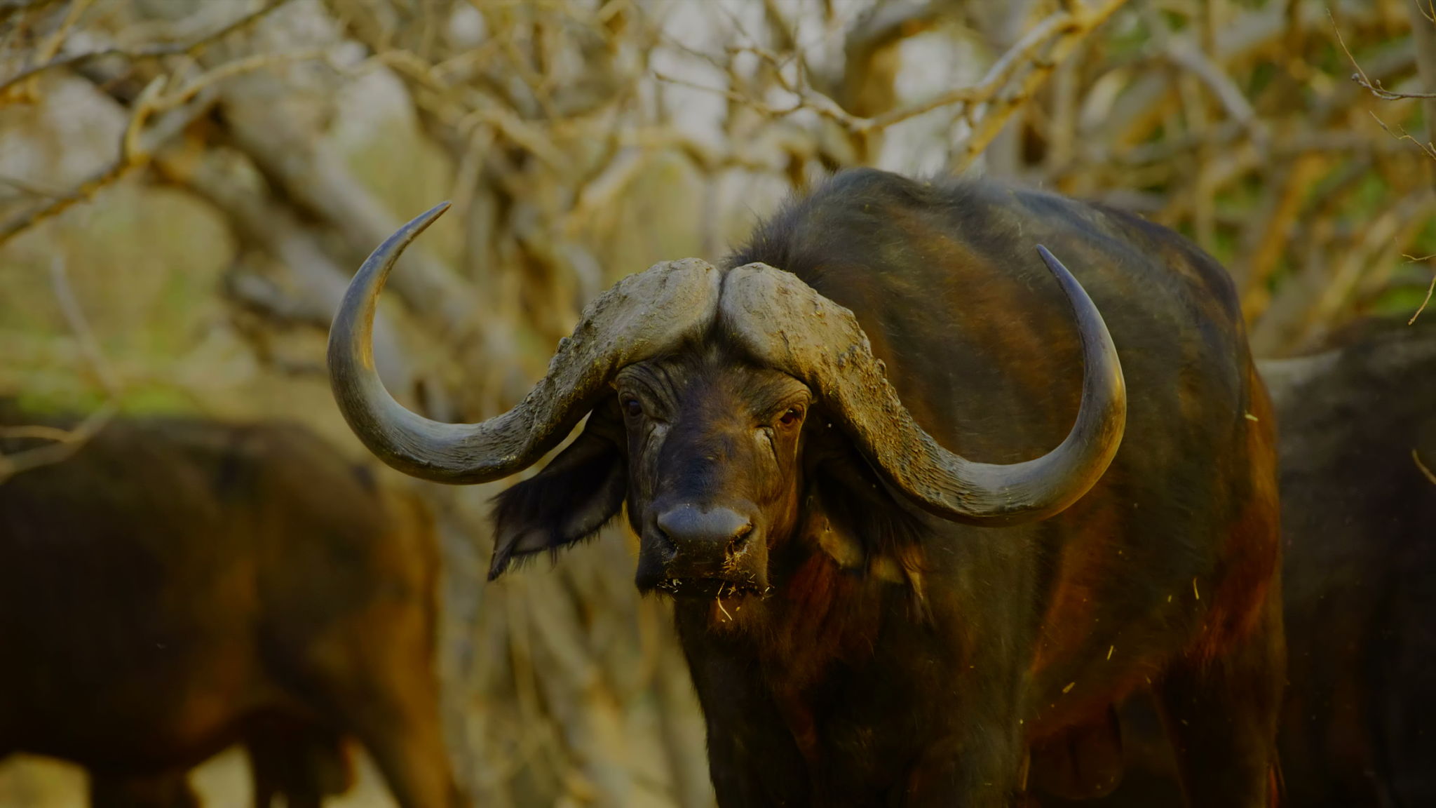 Cape Buffalo (Bull 42"+)