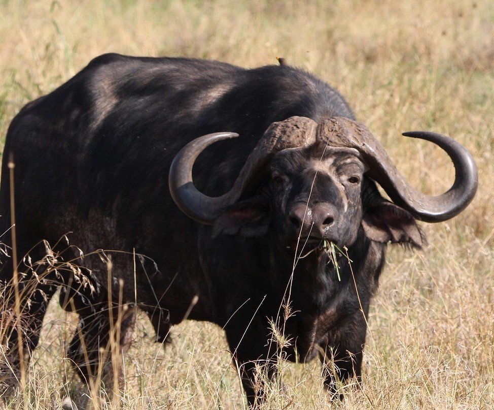 Cape Buffalo (Bull 44"+)