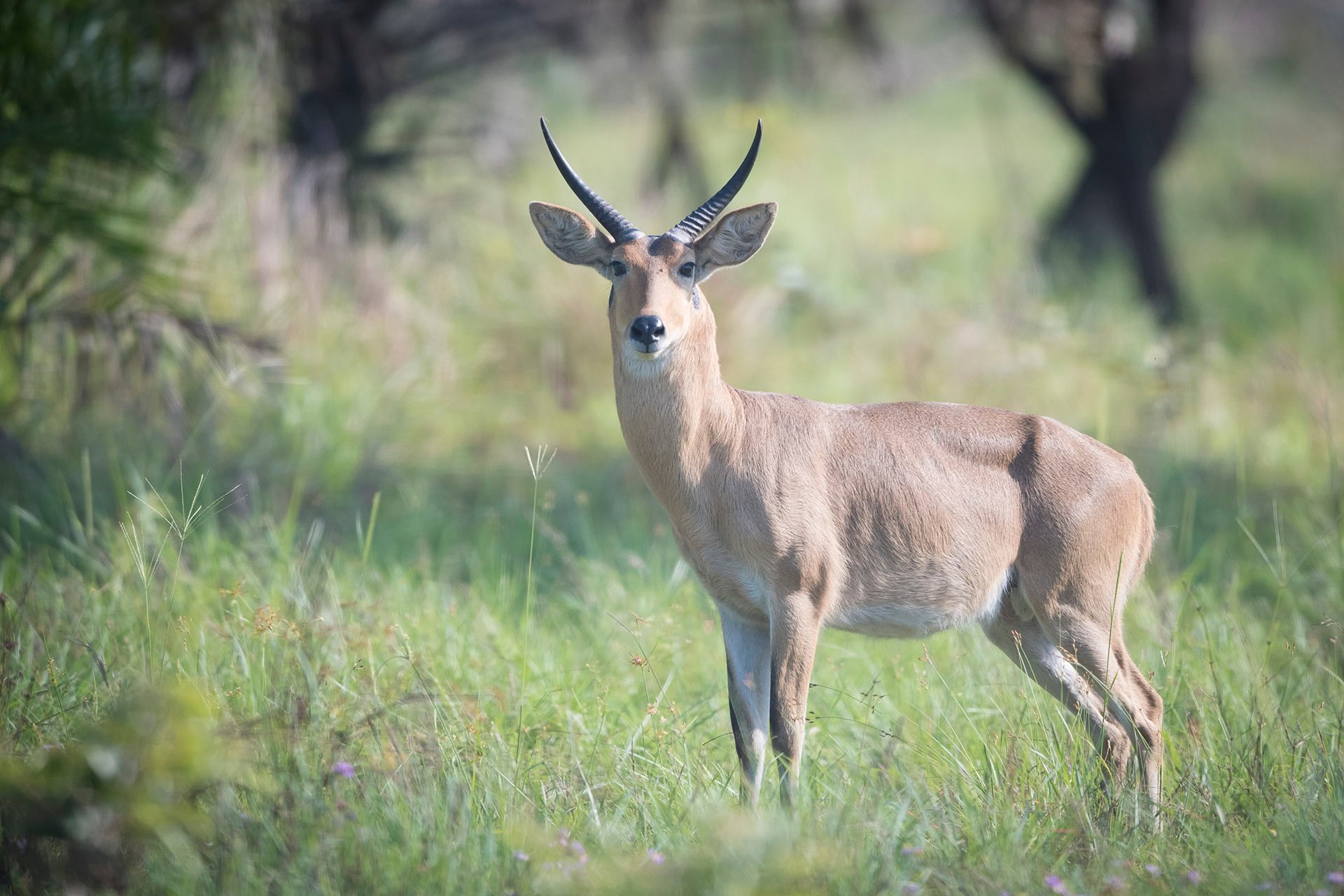 Reedbuck (Common)