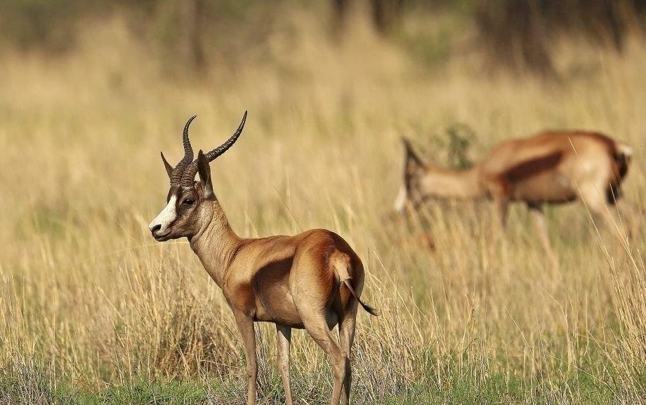 Springbok (Copper)