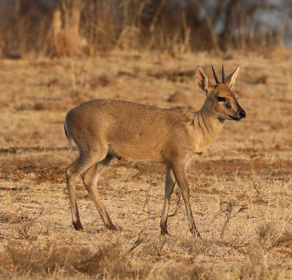 Duiker (Common)