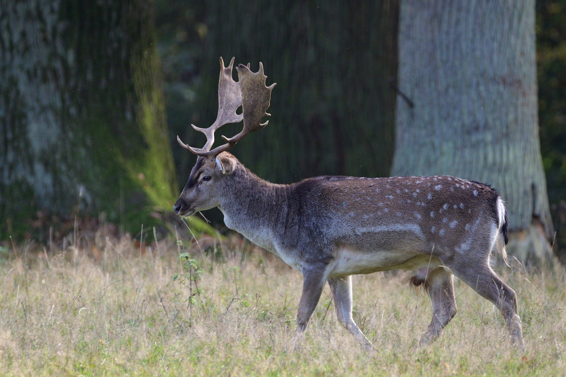 Fallow Deer