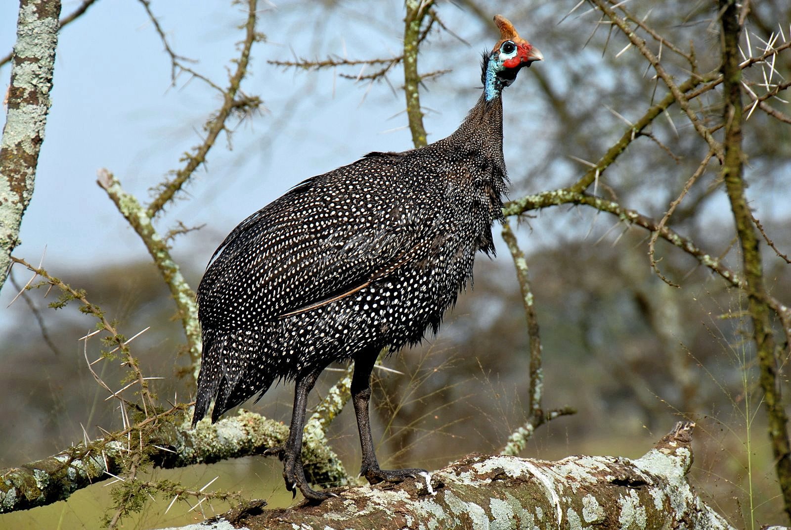 Guineafowl