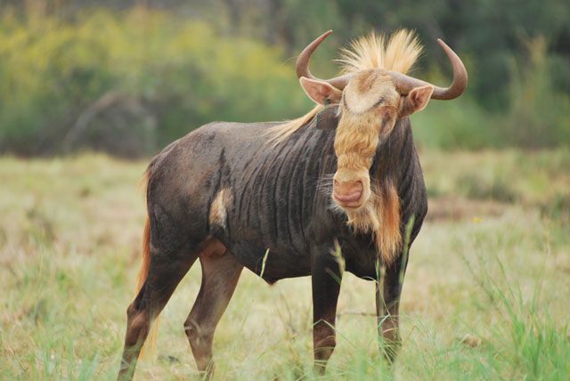 King Wildebeest