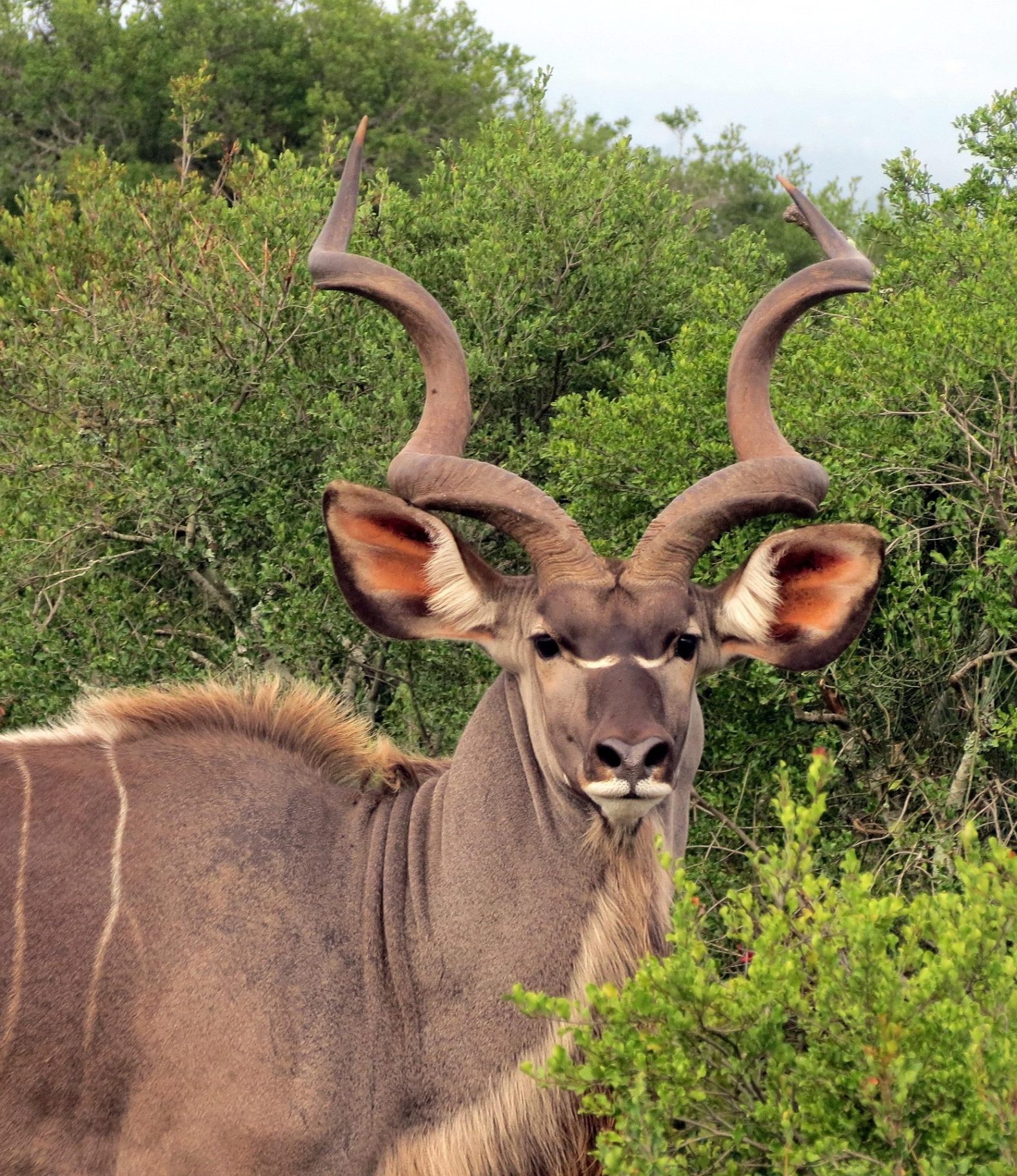 Kudu (45"+)