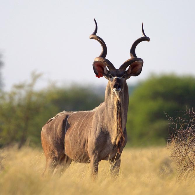 Kudu (53"+)