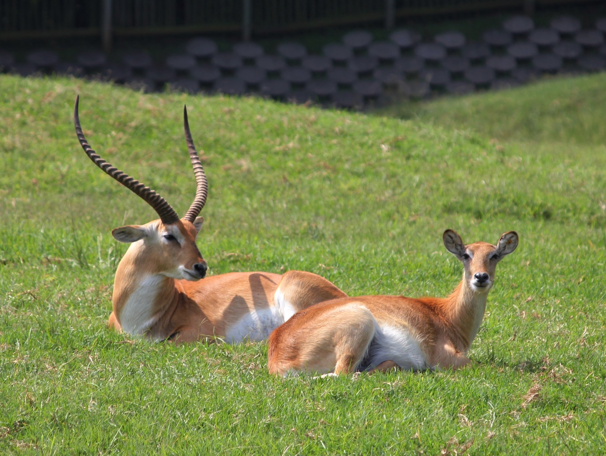 Lechwe (Red)