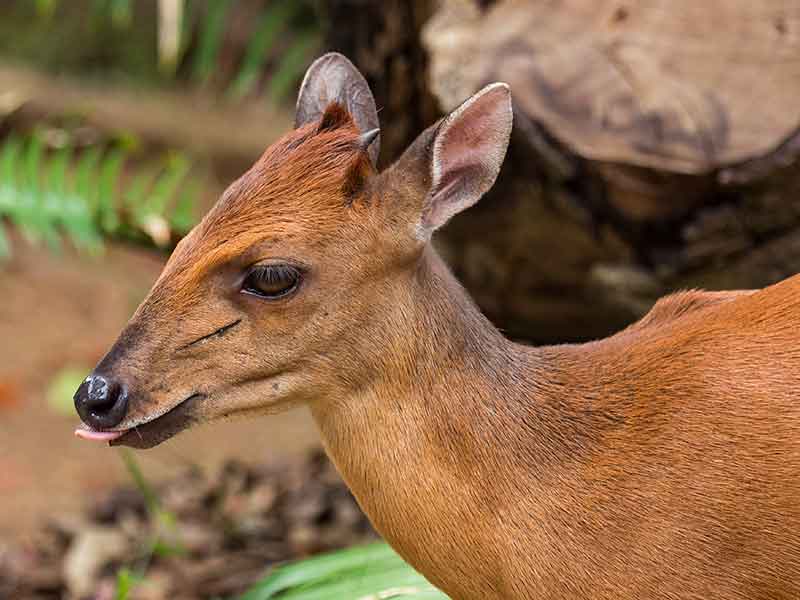 Duiker (Red)