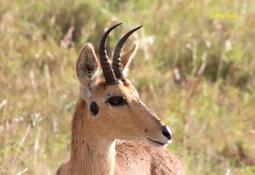 Reedbuck (Mountain)