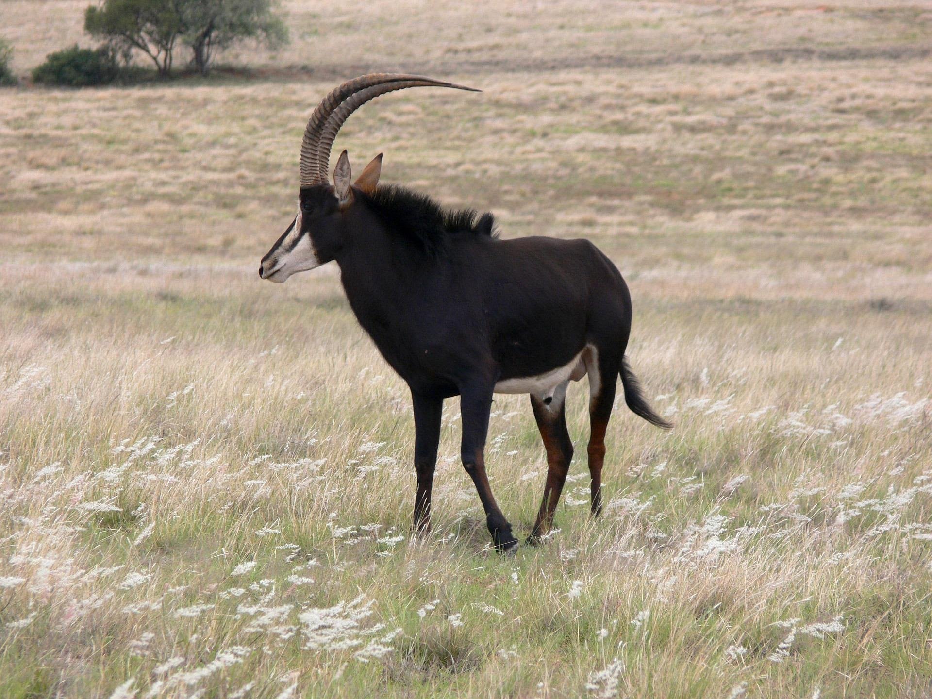 Sable (0"–42")