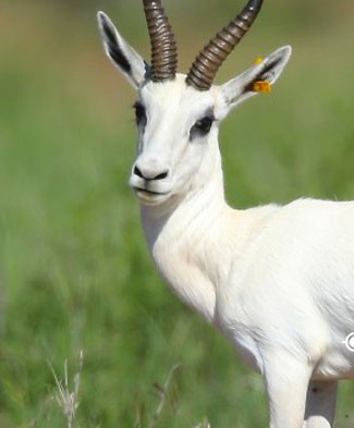 Springbok (White)